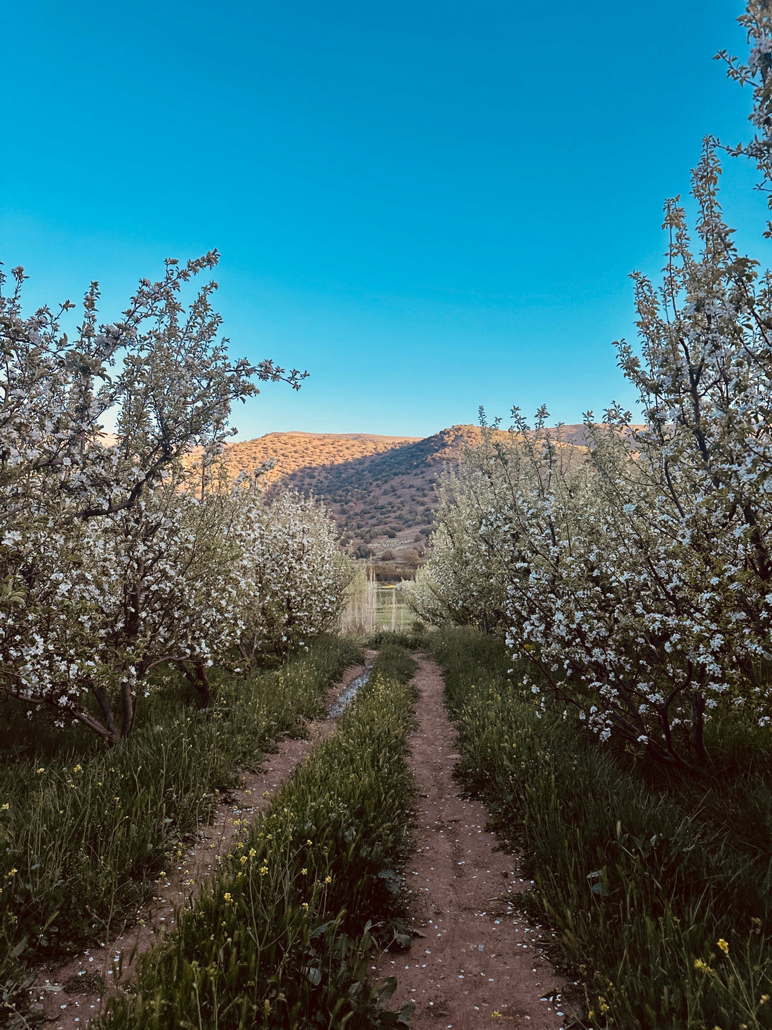Aït Bouguemez: The Happy Valley of the High Atlas
